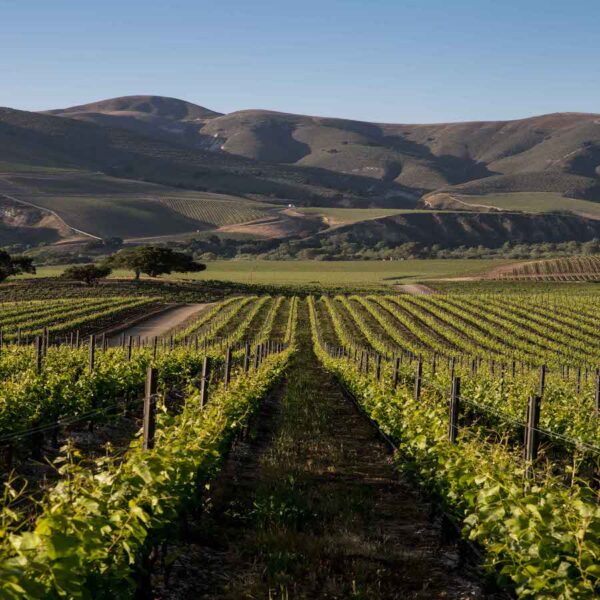 Santa Barbara Vintners | Santa Barbara Wine Country