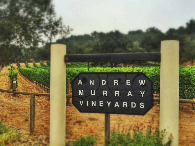 Dog & Family Friendly Wineries Santa Barbara Wine Country Santa