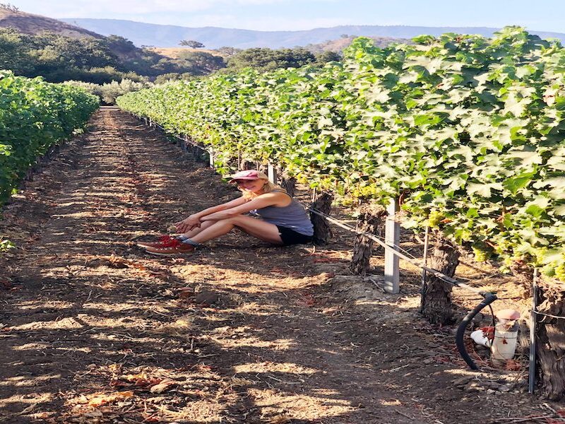 Dog & Family Friendly Wineries Santa Barbara Wine Country Santa