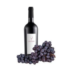 SB Wine & Grapes